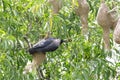 A crow hanging and looking to weaver bird nests Royalty Free Stock Photo