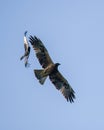 Crow harassing an eagle in the air, clear blue skies in the background Royalty Free Stock Photo