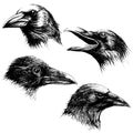 Crow head drawing line work vector