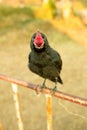 Crow holding on iron traffic barrier