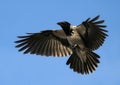 Crow Hover Open Wings, Flying Bird Royalty Free Stock Photo