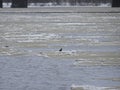 Crow on ice during spring ice drift, selective focus