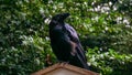 Crow II Royalty Free Stock Photo