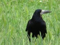 crow jackdaw black bird scavenger strong bird\'s beak Royalty Free Stock Photo