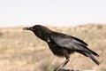 Crow in Kgalagadi Royalty Free Stock Photo