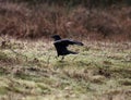 Crow landing on the grass Royalty Free Stock Photo