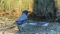 Crow on the lawn in a city park. A hooded crow foraging in a park in the town at spring. Ornitology concepts.