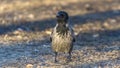 Crow on the lawn in a city park. A hooded crow foraging in a park in the town at spring. Ornitology concepts.