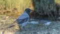 Crow on the lawn in a city park. A hooded crow foraging in a park in the town at spring. Ornitology concepts.