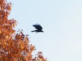 Crow leaving an autumn tree