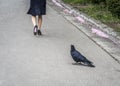 Crow looks at the feet of a girl passing by
