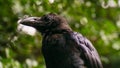 Crow Royalty Free Stock Photo