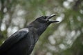 Crow mob Royalty Free Stock Photo