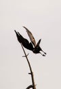 Crow in movement Royalty Free Stock Photo