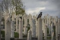 Crow in the Muslim cemetery. Sarajevo Bosnia and Herzegovina