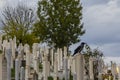 Crow in the Muslim cemetery. Sarajevo Bosnia and Herzegovina