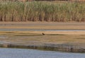 A crow near a lake