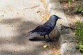 Crow near walkway photo. Profile of calm raven on pathway. Wildlife of mystery bird on path. Abandoned creature bird standing on