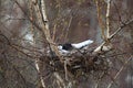 Crow in the nest covered snow Royalty Free Stock Photo