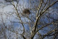 American Crow Nest