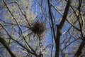 Crow Nest in a Tree