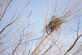 Crow Nest in a Tree