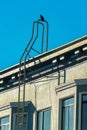 Crow nesting or resting on top of metal fire escape saftey ladder with gray stucco building exterior with blue sky