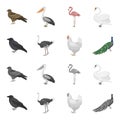 Crow, ostrich, chicken, peacock. Birds set collection icons in cartoon,monochrome style vector symbol stock illustration Royalty Free Stock Photo