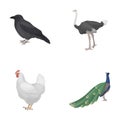 Crow, ostrich, chicken, peacock. Birds set collection icons in cartoon style vector symbol stock illustration web. Royalty Free Stock Photo