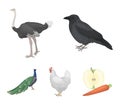 Crow, ostrich, chicken, peacock. Birds set collection icons in cartoon style vector symbol stock illustration web. Royalty Free Stock Photo