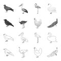 Crow, ostrich, chicken, peacock. Birds set collection icons in outline,monochrome style vector symbol stock illustration