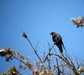 aa crow perched on branch