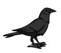 Crow perched cartoon design illustration