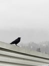 Crow perched on cement rail with foggy trees in distance