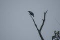 Crow perched on a dead branch Royalty Free Stock Photo