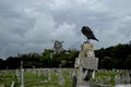 Crow perched on the grave in the cemetery