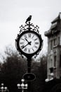 Crow perched on an old street clock at the central square of Timisoara city, Romania Royalty Free Stock Photo