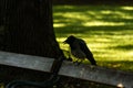 Crow perched on park bench in shadow on sunny day Royalty Free Stock Photo