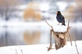 crow perched on snowman overlooking frozen pond