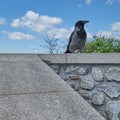 Crow perched on a stone wall under a blue sky. Royalty Free Stock Photo