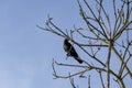 Crow perched at top of a dead tree over blue sky background Royalty Free Stock Photo