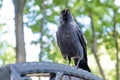Crow perching on a bench. Royalty Free Stock Photo
