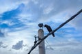 Crow perching on electric cable pole Royalty Free Stock Photo