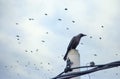 Crow perching on electric cable pole Royalty Free Stock Photo