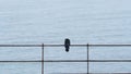 Crow perching on metal fence in background of sea Royalty Free Stock Photo