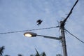 Crow perching on the street electric pole cable. Royalty Free Stock Photo