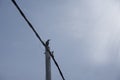 Crow perching on the street electric pole cable. Royalty Free Stock Photo