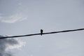 Crow perching on the street electric pole cable. Royalty Free Stock Photo