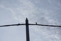 Crow perching on the street electric pole cable. Royalty Free Stock Photo