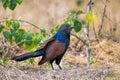 Crow Pheasant